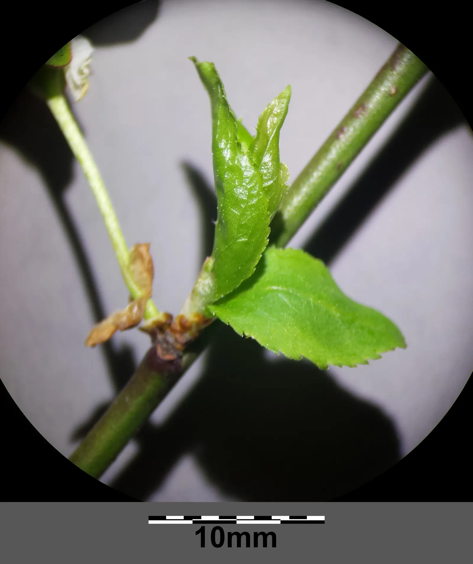 Common Plum (Prunus Domestica) — white flowers in the garden; or canning.<br><br>For optimal health and fruit yield, image 97