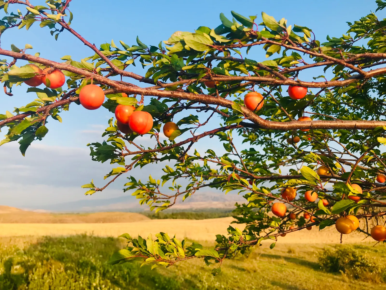 Common Plum (Prunus Domestica) — especially during the establishment phase and fruiting season; well-draining soil is crucial to prevent root rot, image 121
