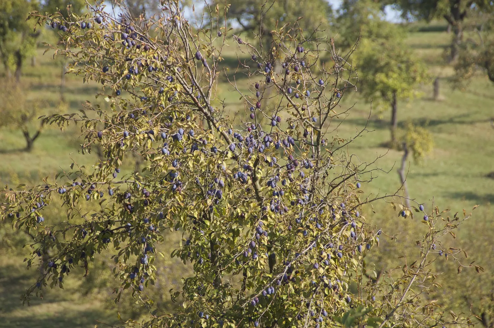 Common Plum (Prunus Domestica) — is a deciduous tree that offers both aesthetic appeal and delightful fruit; by mid to late summer, the foliage gives way to