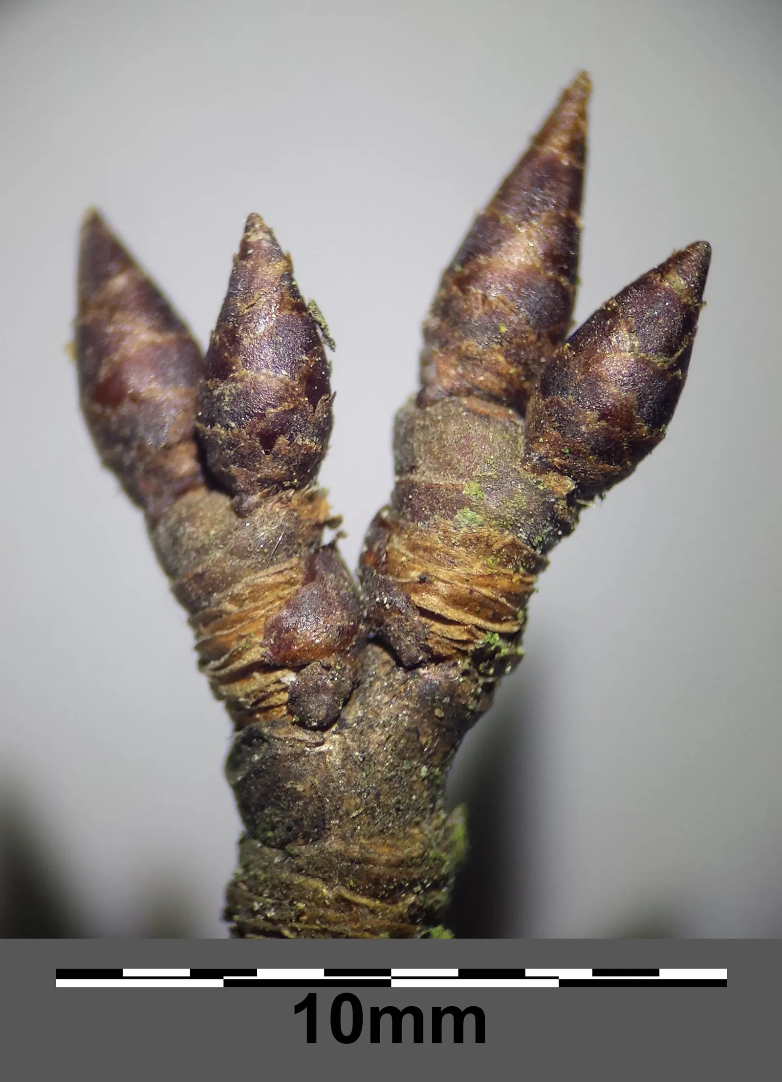 Common Plum (Prunus Domestica) — vital for fruit production; the flesh of Prunus domestica is succulent and sweet, image 78