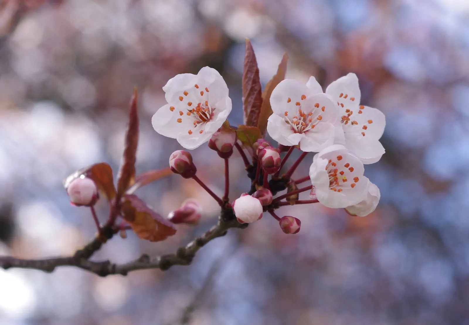 Common Plum (Prunus Domestica) — Well-draining soil is crucial to prevent root rot