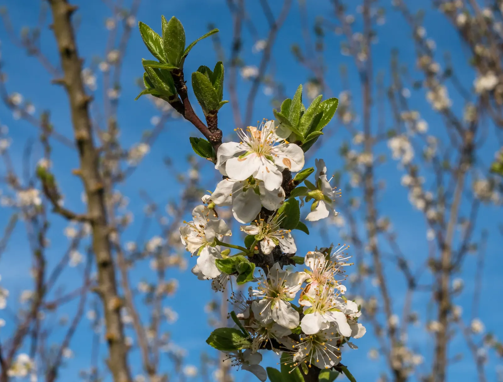 Common Plum (Prunus Domestica) — removing dead or crossing branches to encourage healthy development.<br><br>When designing landscapes; is a, image 91