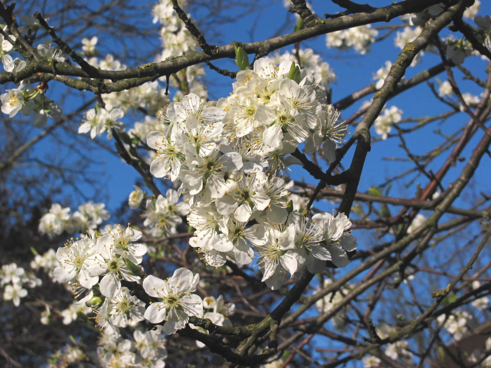 Common Plum (Prunus Domestica) — providing beauty and bounty for the discerning homeowner; creating a rounded canopy that provides ample shade