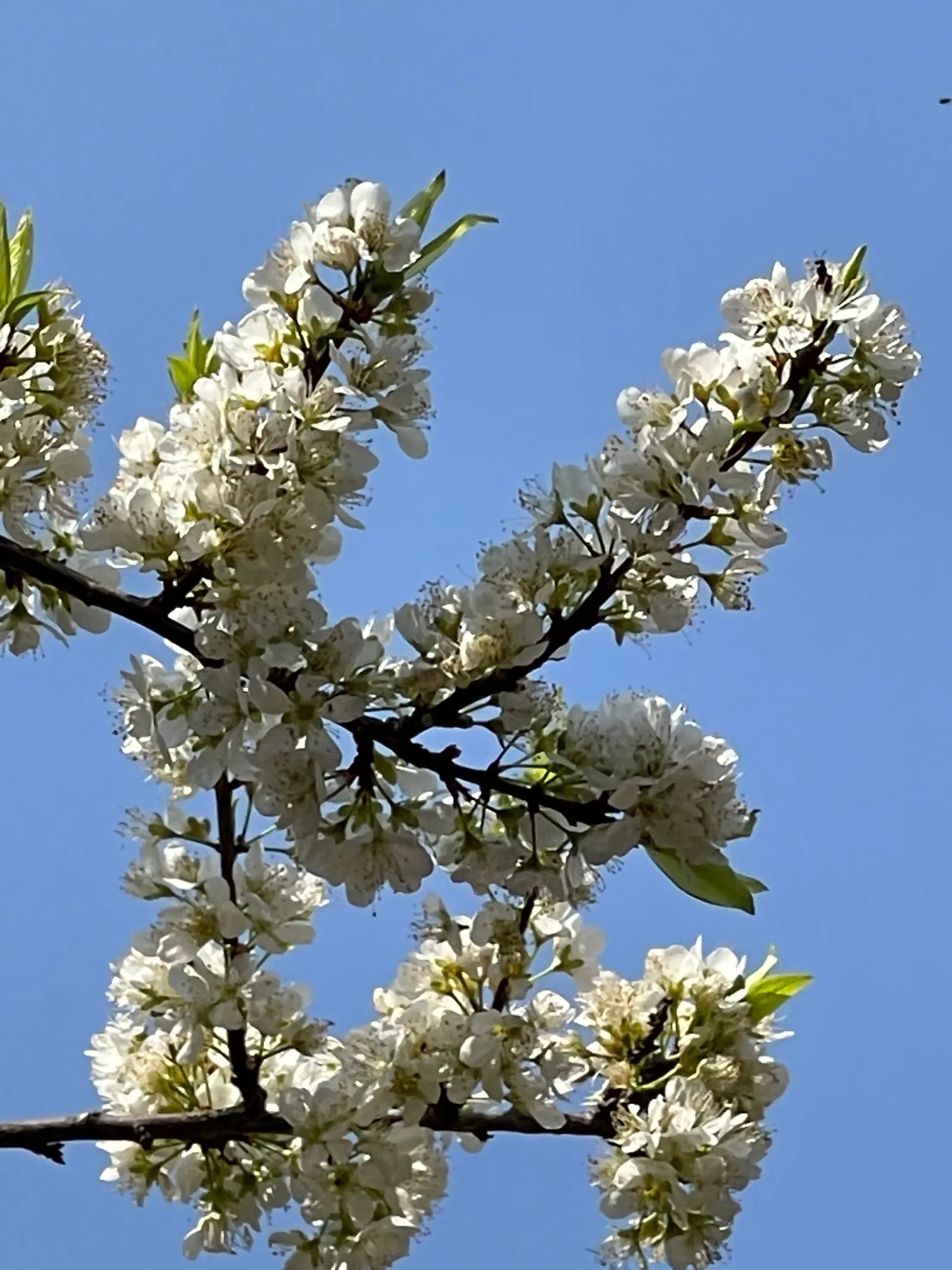 Common Plum (Prunus Domestica) — Adequate space to allow air circulation reduces disease risks and supports robust growth; the Prunus domestica can, image 122