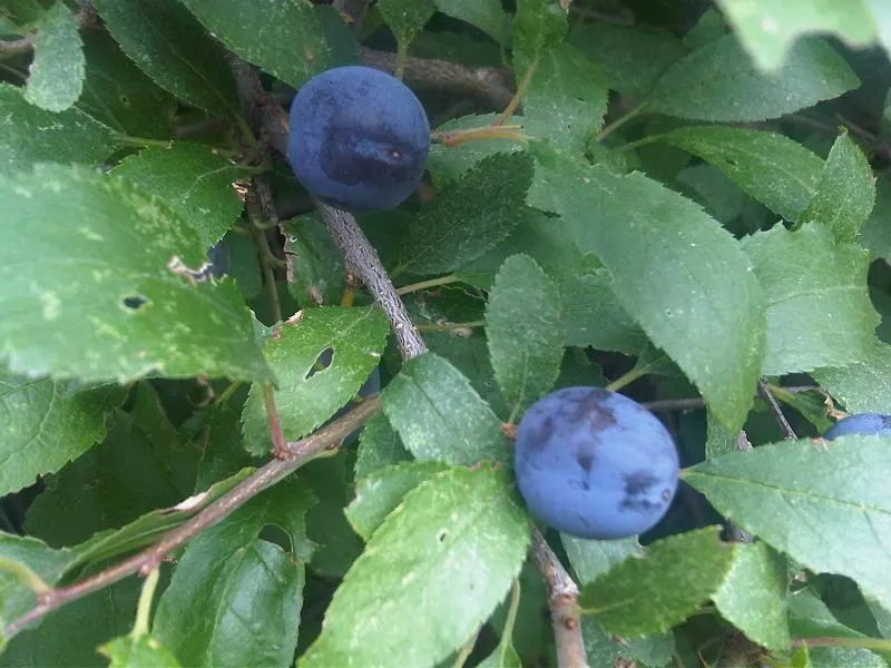Common Plum (Prunus Domestica) — Its trunk and branches exhibit a dark; is a deciduous tree that thrives in well-drained soil with full sun, image 76