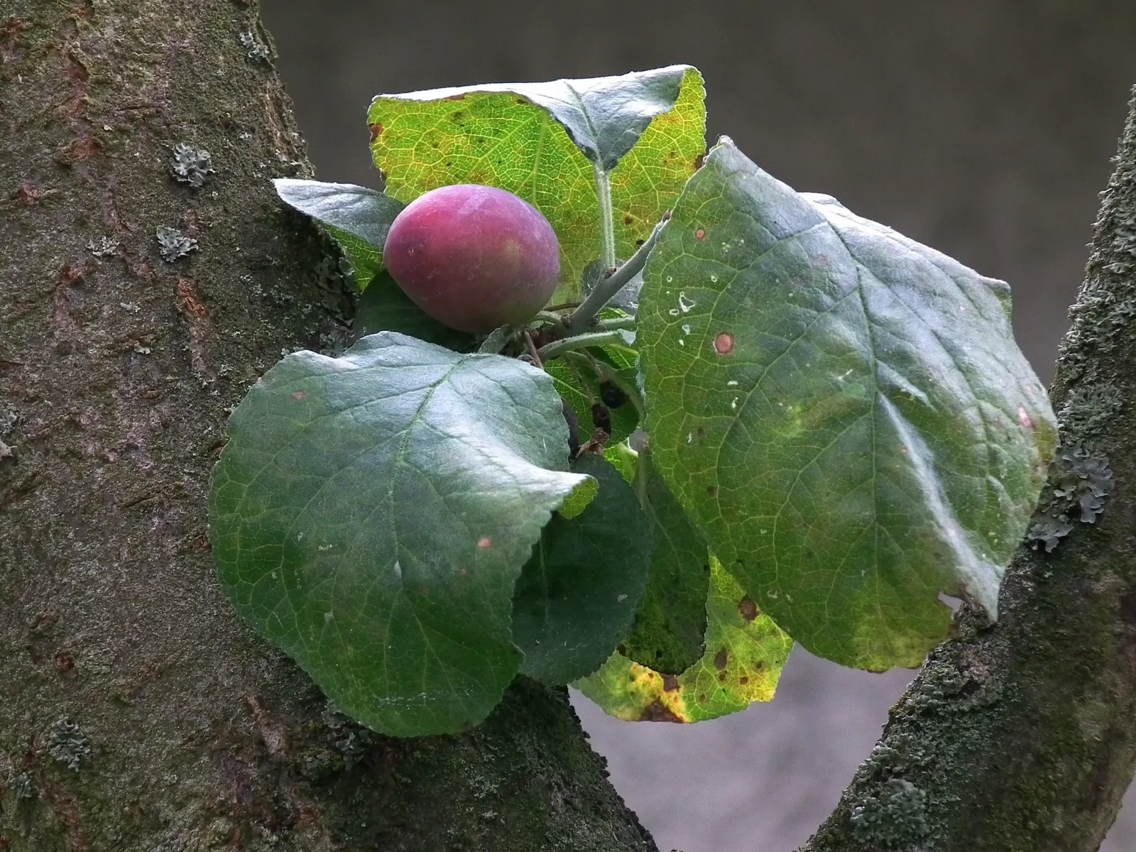Common Plum (Prunus Domestica) — Hardy in USDA zones 4-9, it's perfect for garden focal points and edible landscapes, image 105