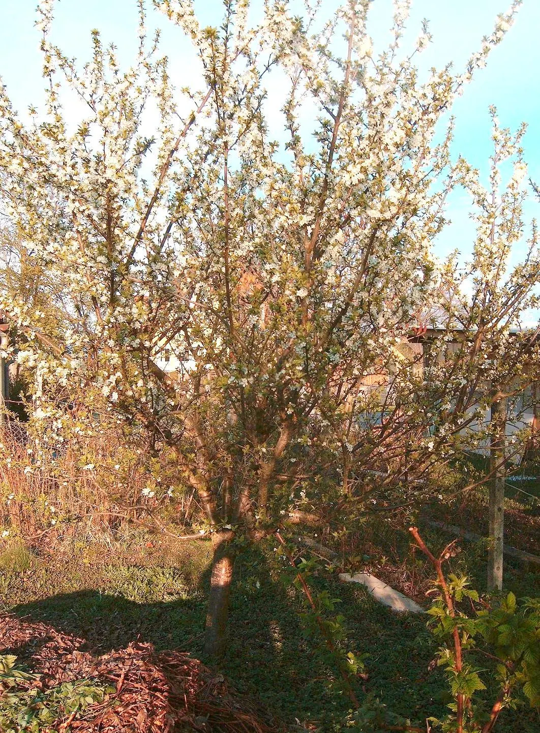 Common Plum (Prunus Domestica) — or canning.<br><br>For optimal health and fruit yield; its trunk and branches exhibit a dark, image 82