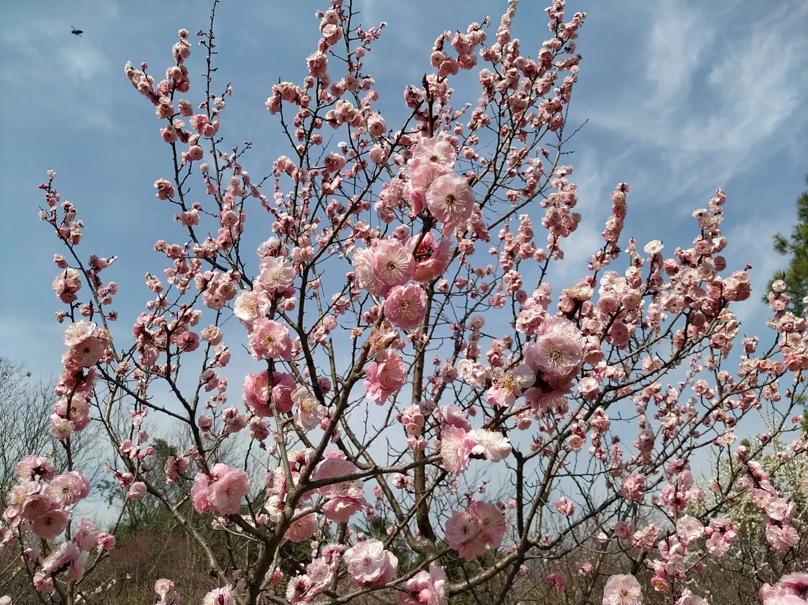 Common Plum (Prunus Domestica) — the Common Plum thrives in full sun
