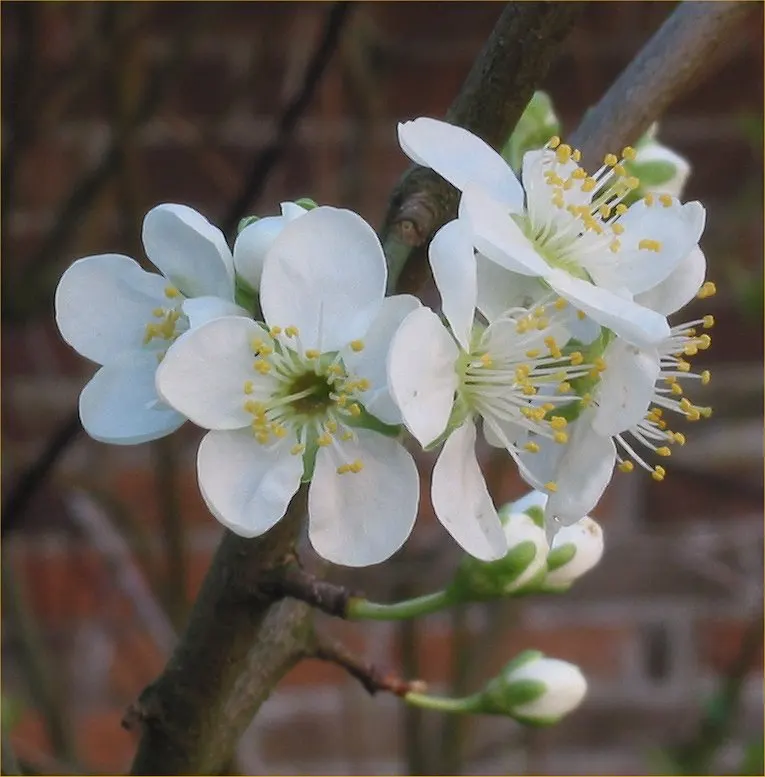 Common Plum (Prunus Domestica) — Its lush foliage adds vibrant greenery, turning yellow in the fall; tree with white blooms, image 71