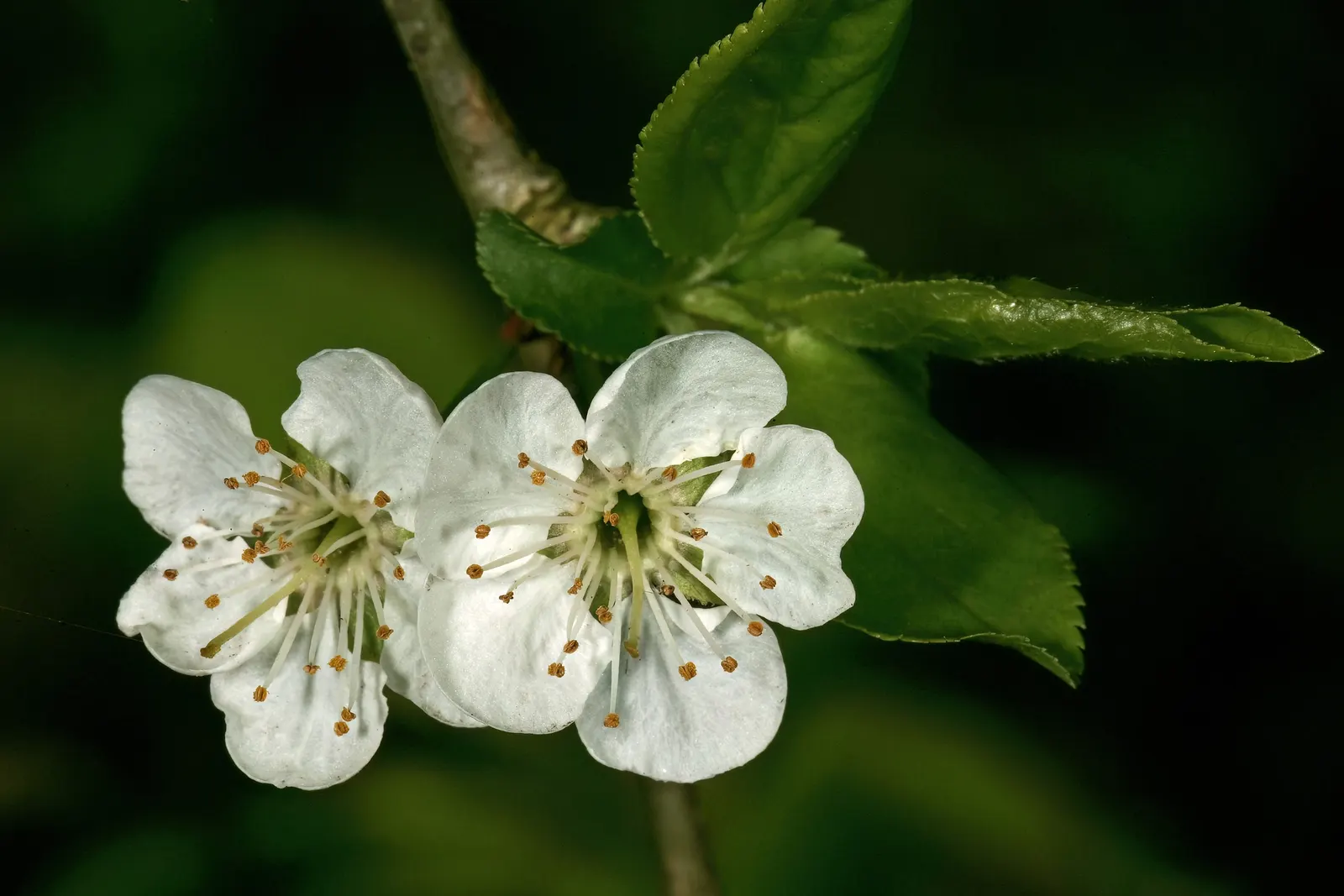 Common Plum (Prunus Domestica) — a pH ranging from slightly acidic to neutral is ideal.<br><br>Regular watering is necessary; vital for fruit, image 87