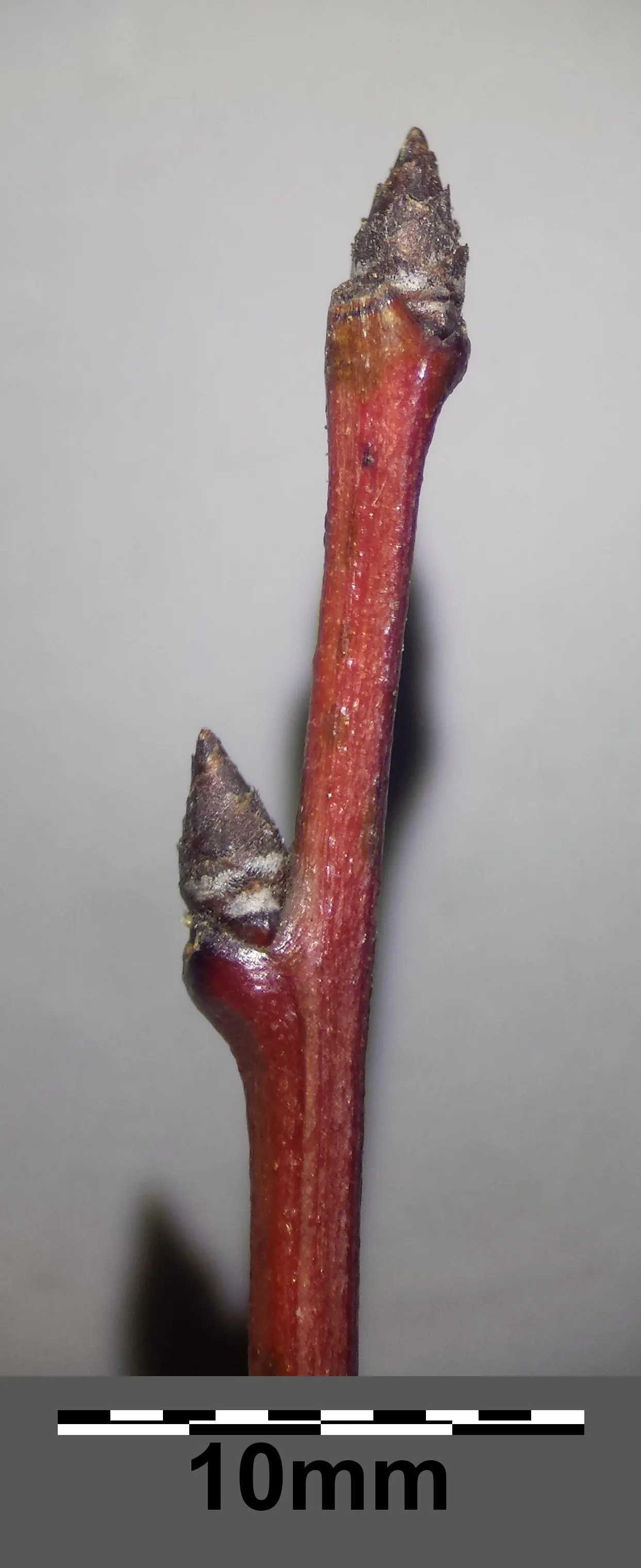 Common Plum (Prunus Domestica) — Featuring a skin that ranges from deep purple to yellow or green; the Common Plum is an attractive and rewarding addition to