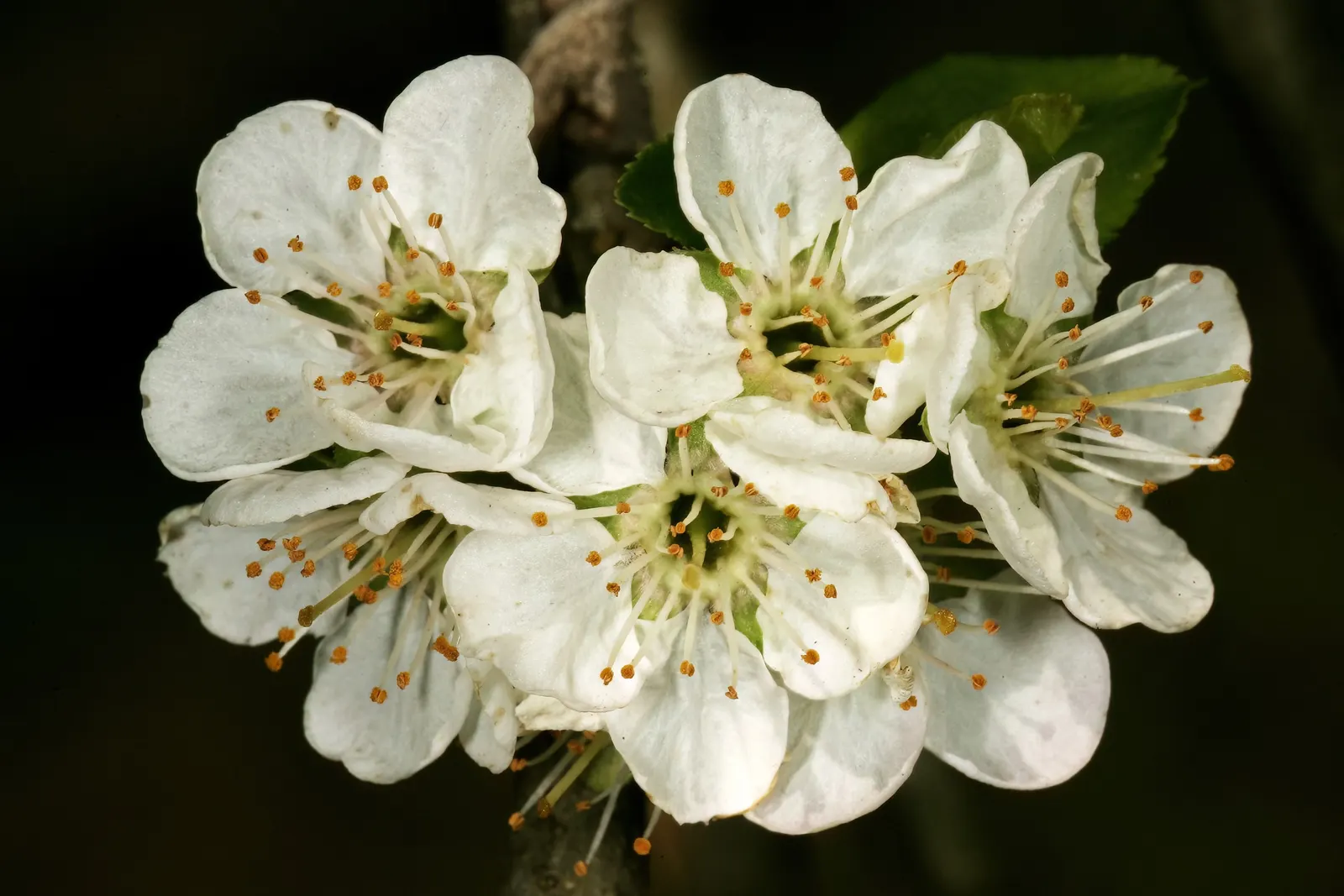 Common Plum (Prunus Domestica) — reaching up to 20 feet in height and spread