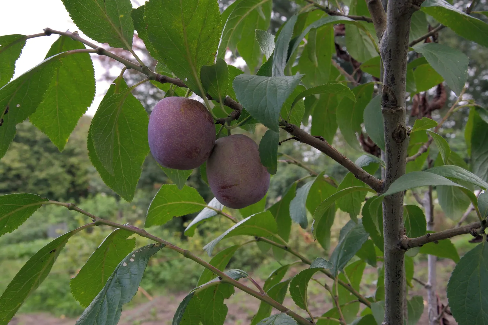 Common Plum (Prunus Domestica) — Its trunk and branches exhibit a dark; is a deciduous tree that thrives in well-drained soil with full sun