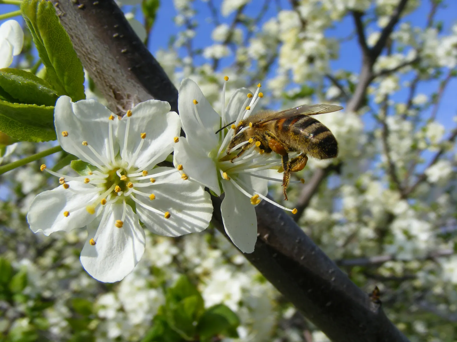 Common Plum (Prunus Domestica) — vital for fruit production; the flesh of Prunus domestica is succulent and sweet, image 144