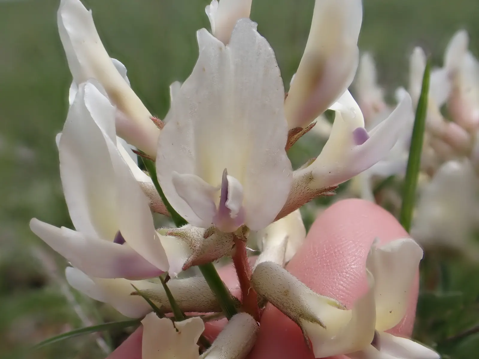 Common Plum (Prunus Domestica) — an anchor in a mixed border; a pH ranging from slightly acidic to neutral is ideal.<br><br>Regular watering is necessary