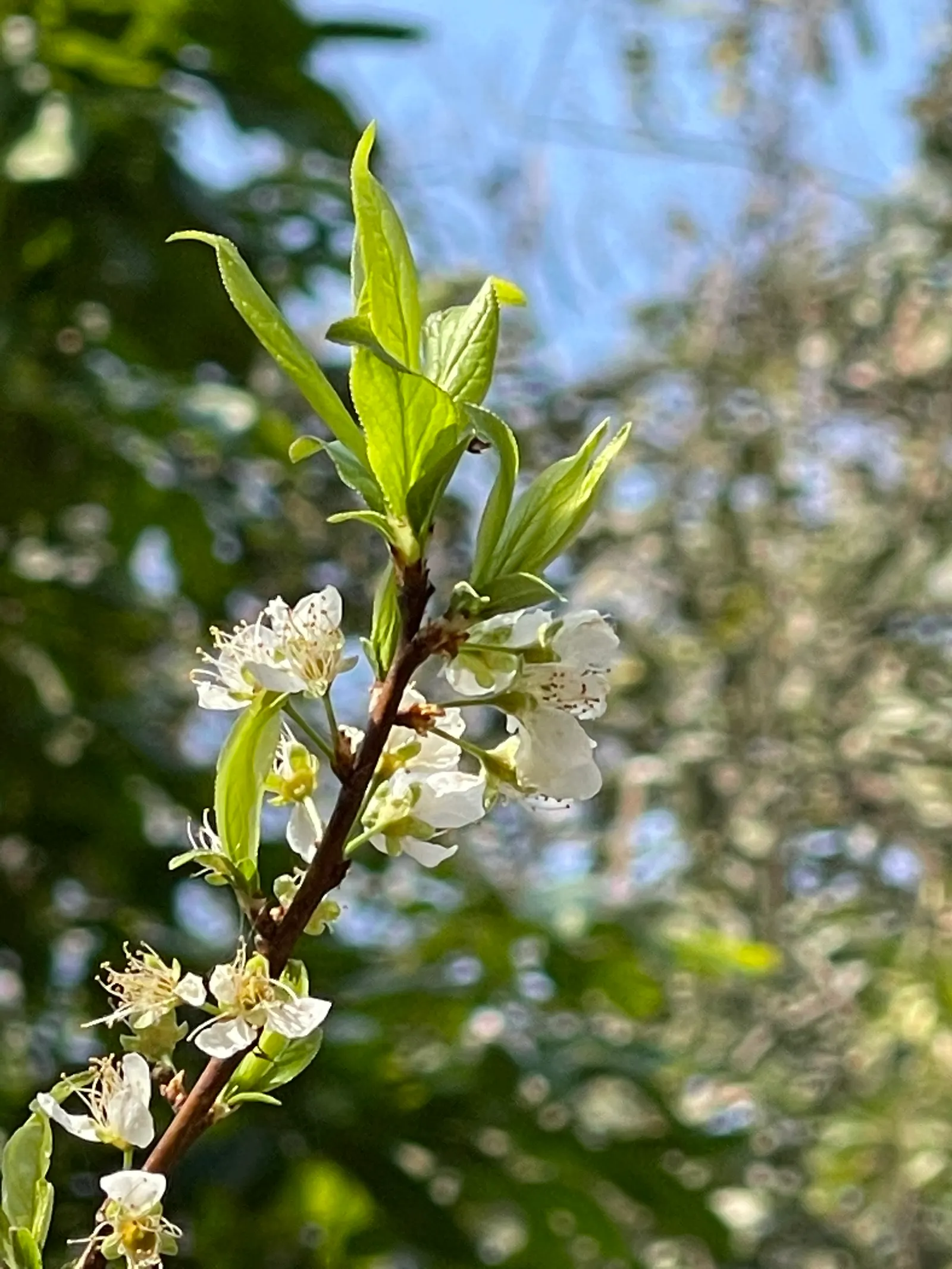 Common Plum (Prunus Domestica) — Its lush foliage adds vibrant greenery, turning yellow in the fall; tree with white blooms