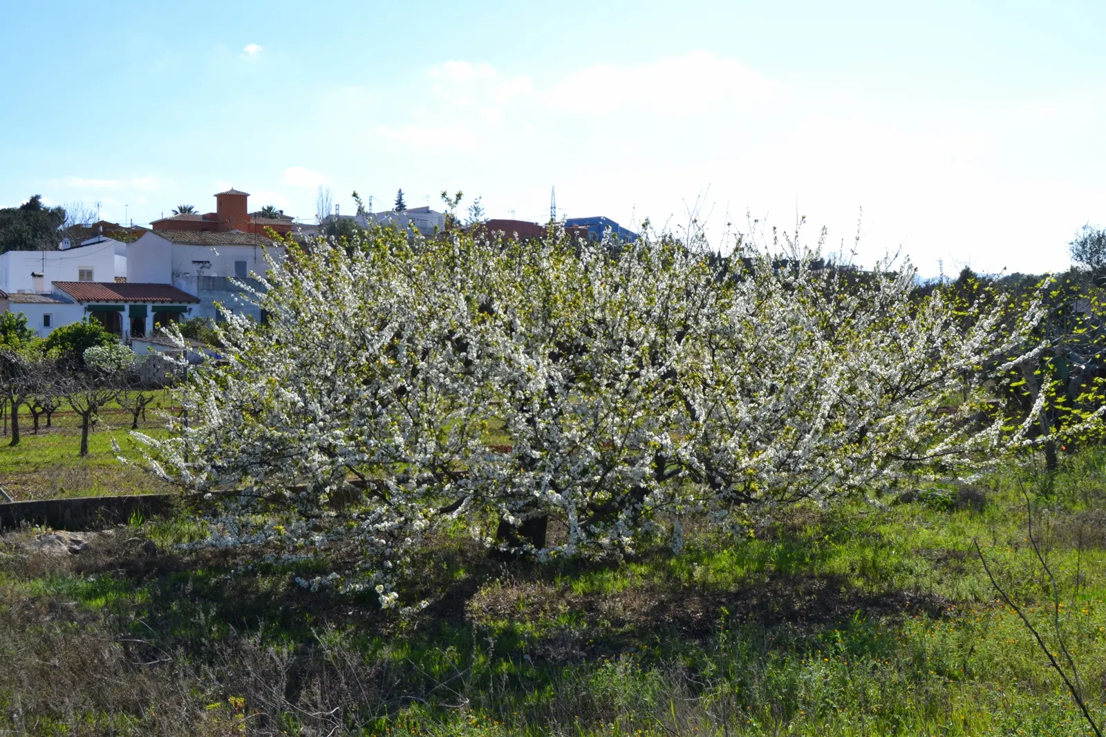 Common Plum (Prunus Domestica) — or part of an orchard set for practical harvesting, image 127