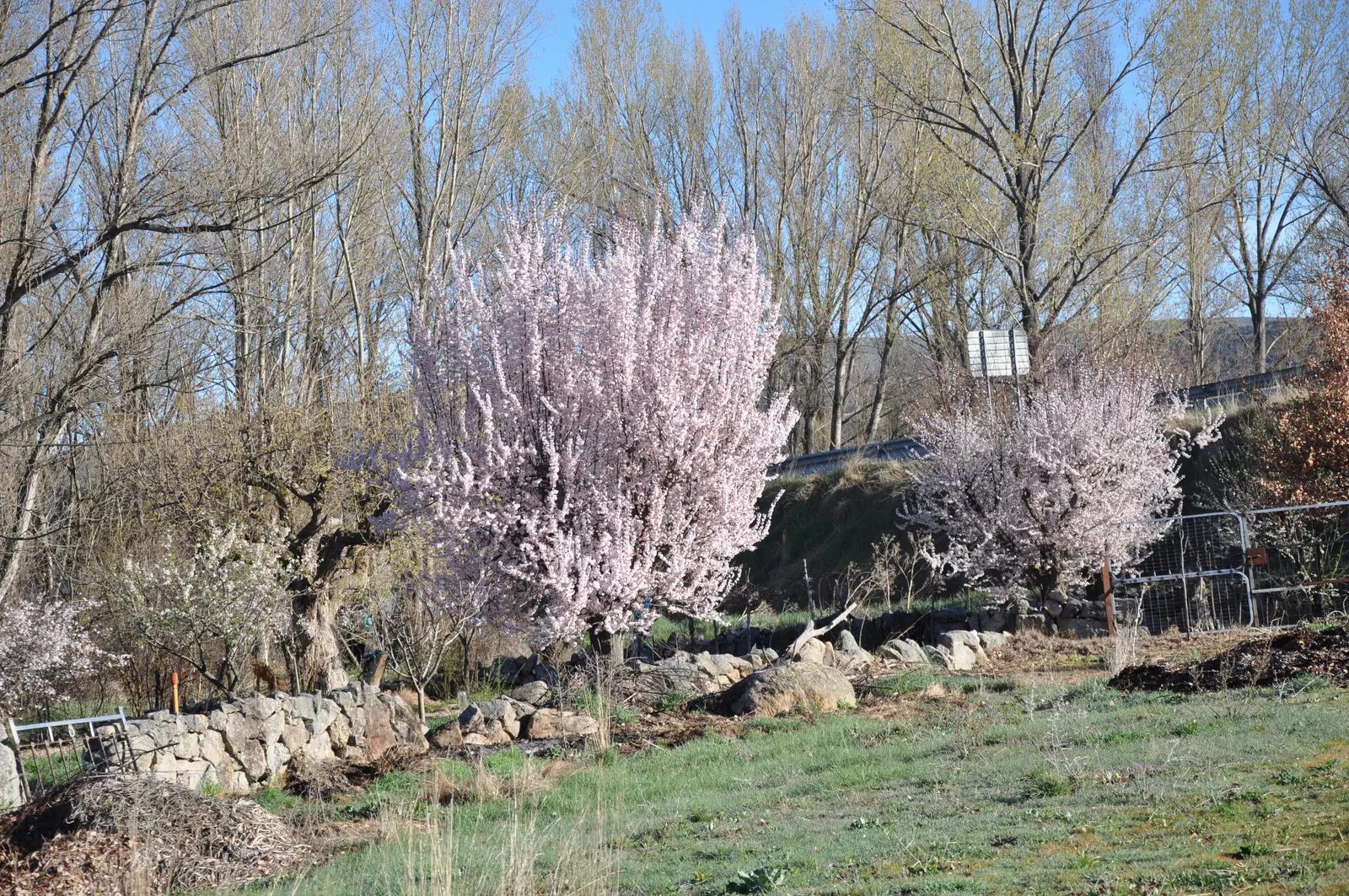 Common Plum (Prunus Domestica) — tree with white blooms; adequate space to allow air circulation reduces disease risks and supports robust growth, image 98