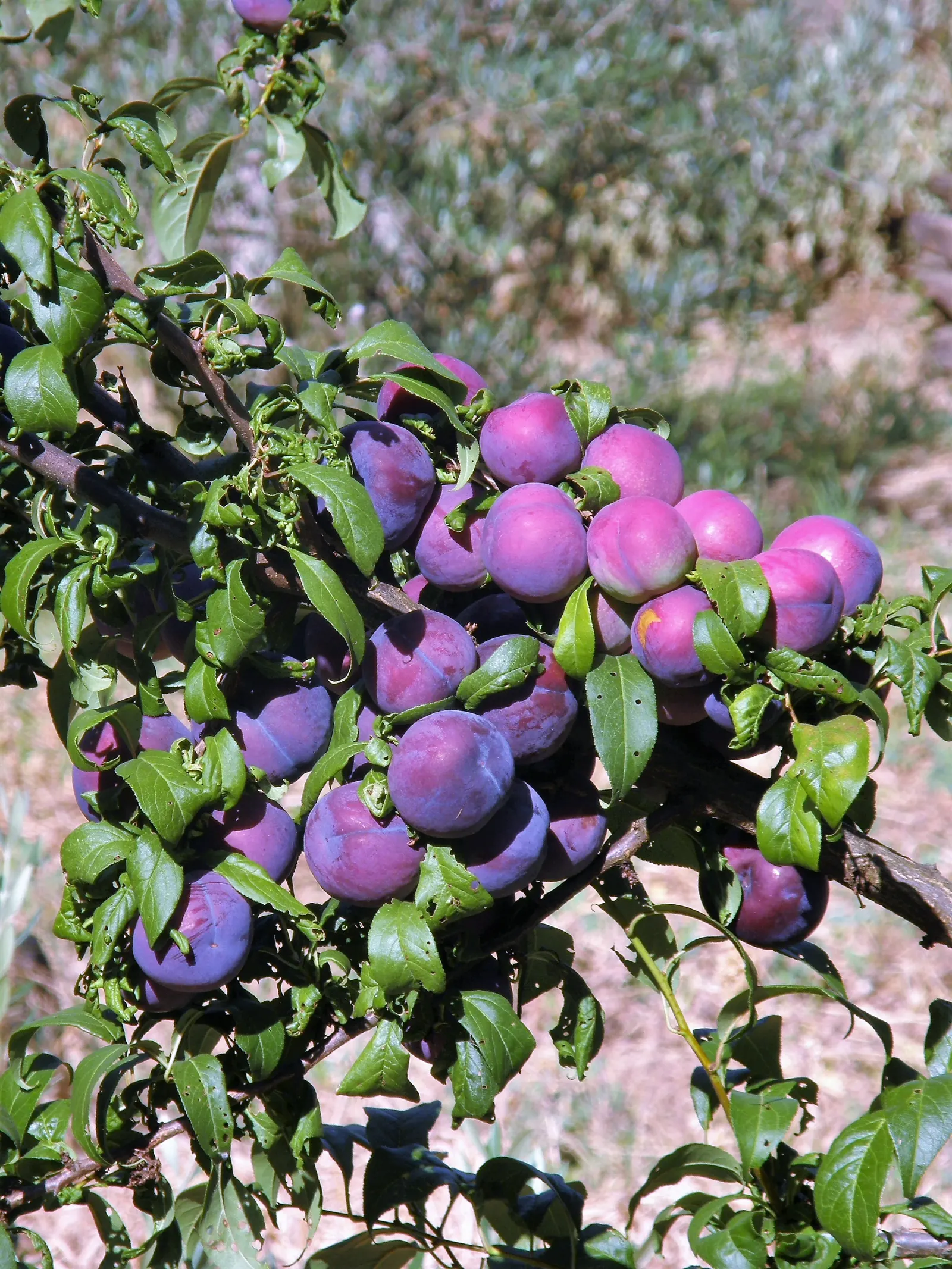 Common Plum (Prunus Domestica) — is a deciduous tree that thrives in well-drained soil with full sun; followed by an abundant crop of juicy fruits, image 133