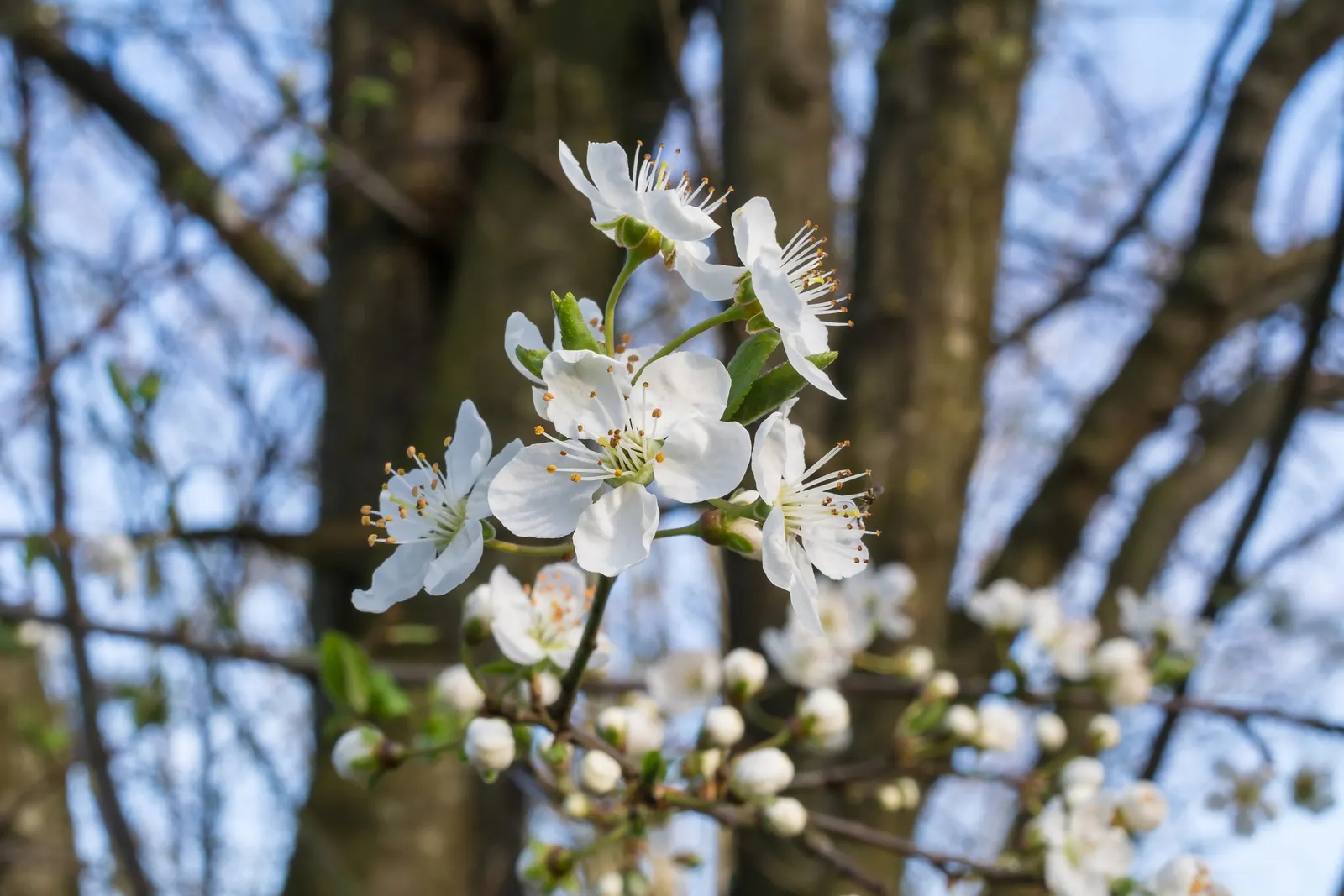 Common Plum (Prunus Domestica) — tree for full