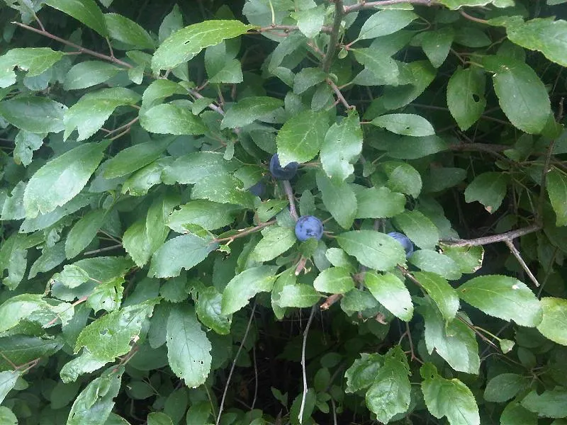 Common Plum (Prunus Domestica) — creating a rounded canopy that provides ample shade; an anchor in a mixed border, image 108