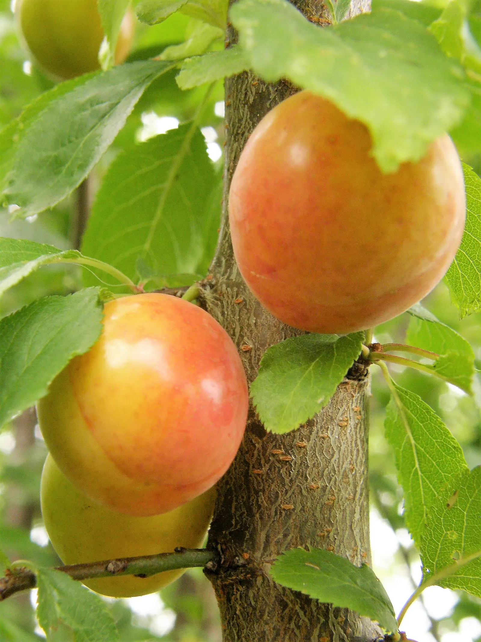 Common Plum (Prunus Domestica) — Featuring a skin that ranges from deep purple to yellow or green
