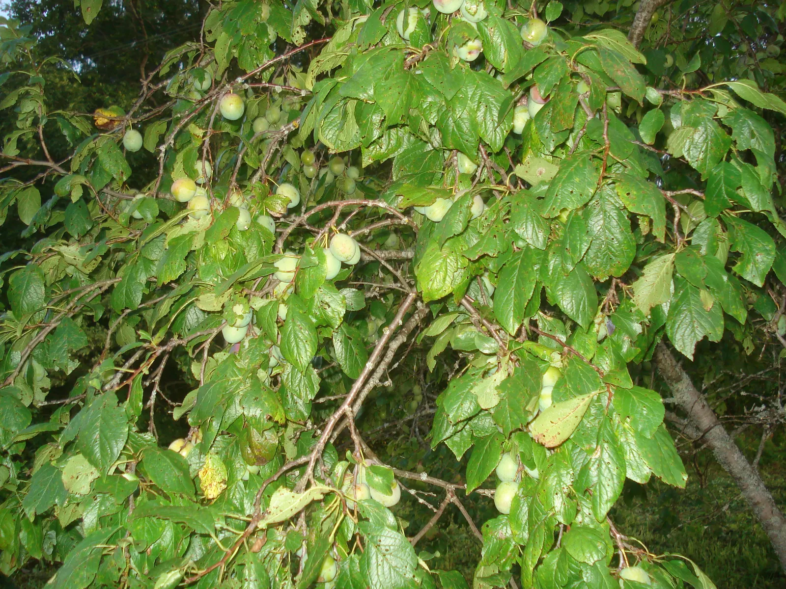 Common Plum (Prunus Domestica) — the Prunus domestica can serve as a focal point
