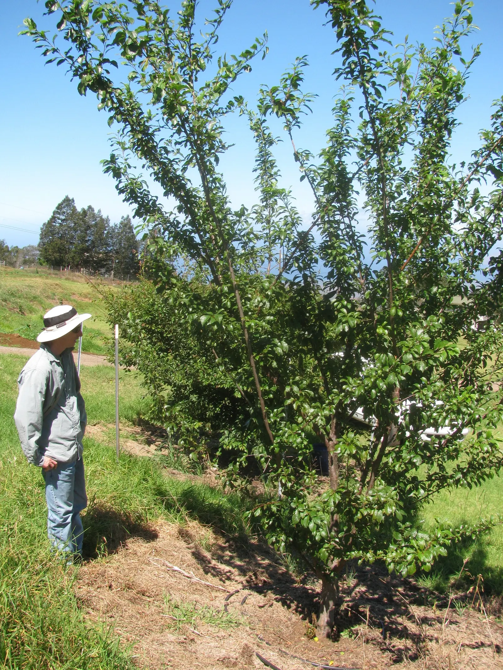 Common Plum (Prunus Domestica) — the Prunus domestica can serve as a focal point; featuring a skin that ranges from deep purple to yellow or green, image 92