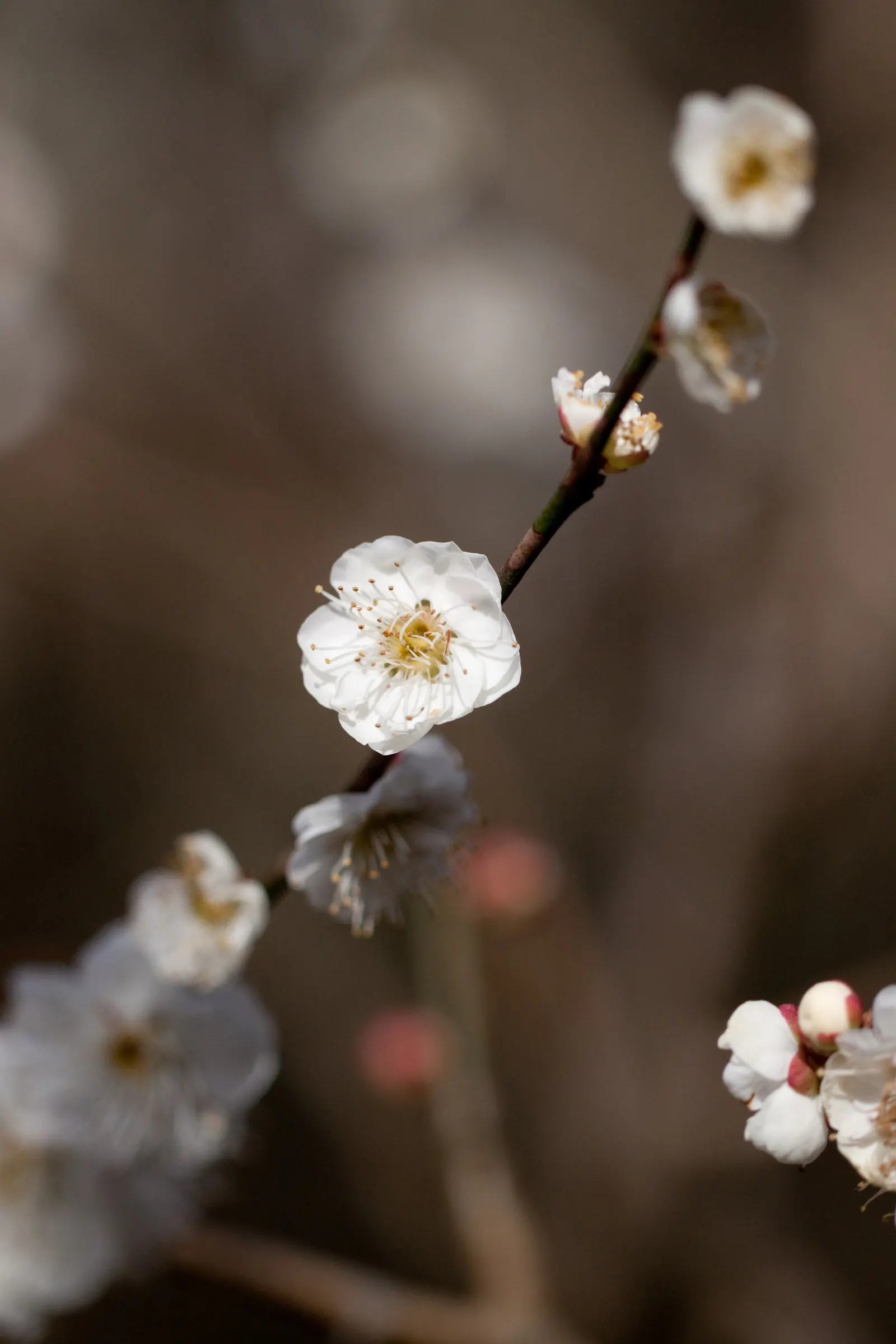 Common Plum (Prunus Domestica) — the Common Plum is an attractive and rewarding addition to any garden; reaching up to 20 feet in height and spread, image 95