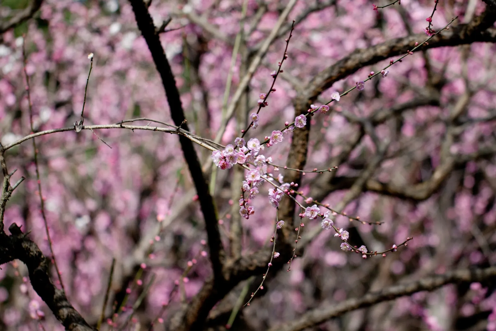 Common Plum (Prunus Domestica) — creating a rounded canopy that provides ample shade