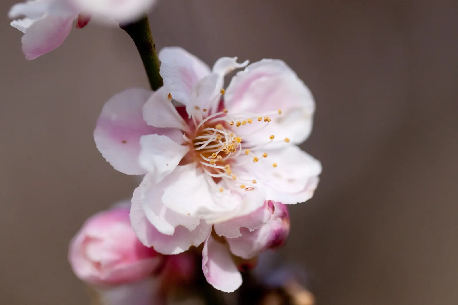 Common Plum (Prunus Domestica) — a pH ranging from slightly acidic to neutral is ideal.<br><br>Regular watering is necessary