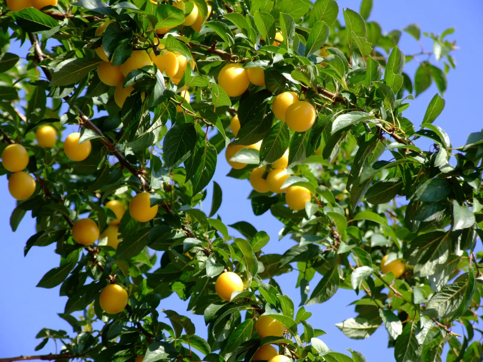 Common Plum (Prunus Domestica) — Adequate space to allow air circulation reduces disease risks and supports robust growth