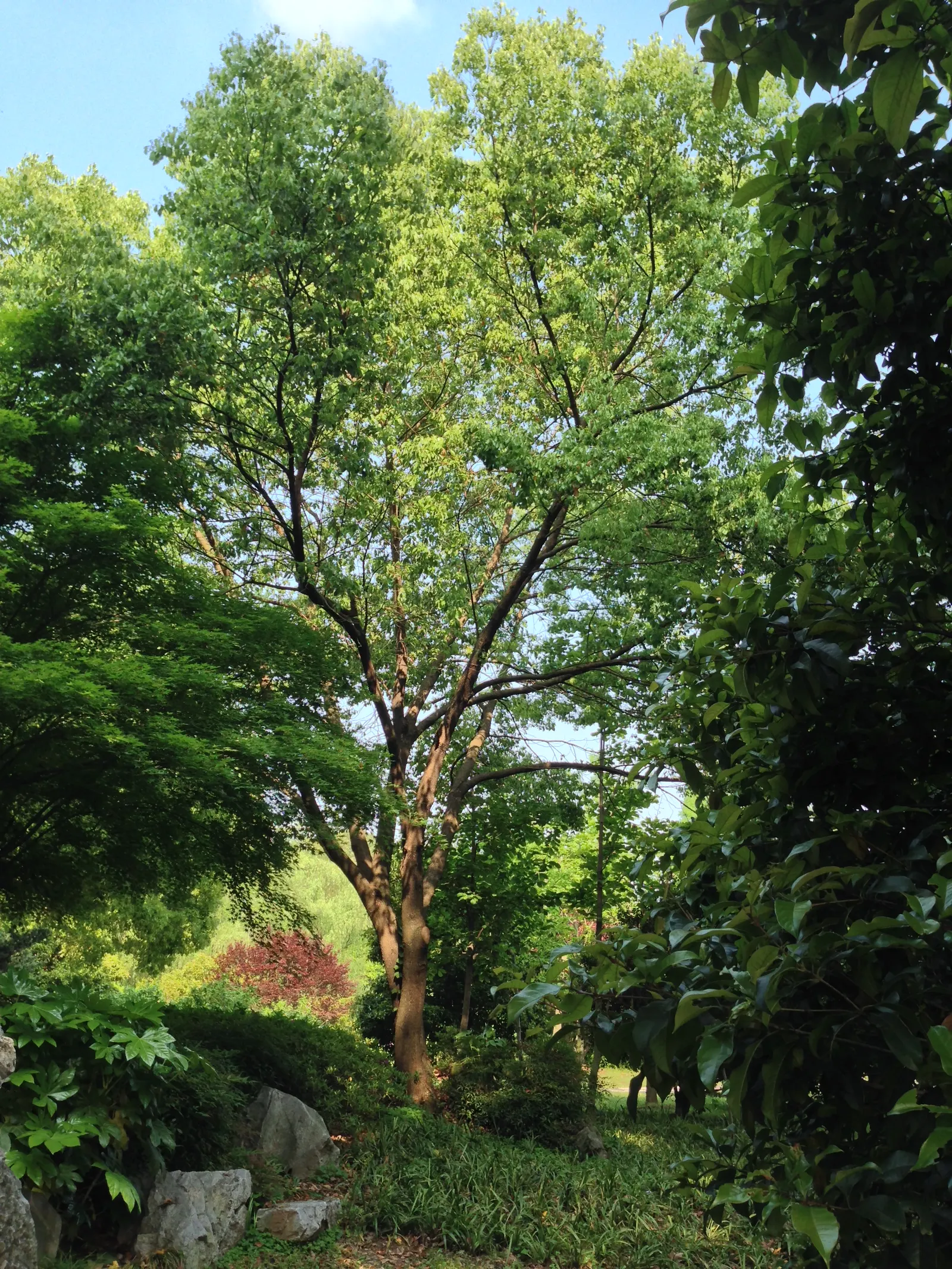 Common Plum (Prunus Domestica) — the Prunus domestica can serve as a focal point; featuring a skin that ranges from deep purple to yellow or green, image 125