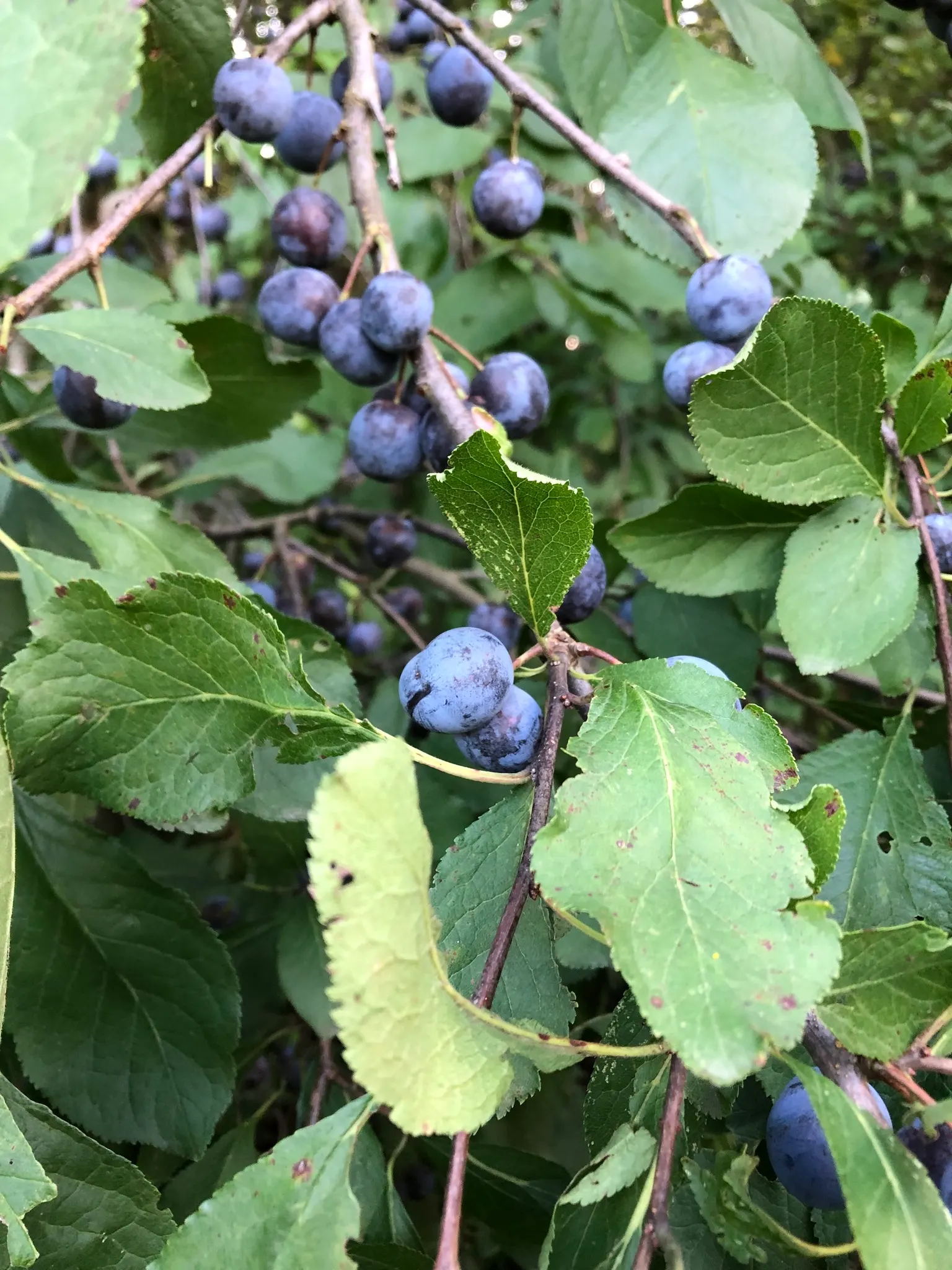 Common Plum (Prunus Domestica) — a pH ranging from slightly acidic to neutral is ideal.<br><br>Regular watering is necessary; vital for fruit, image 120