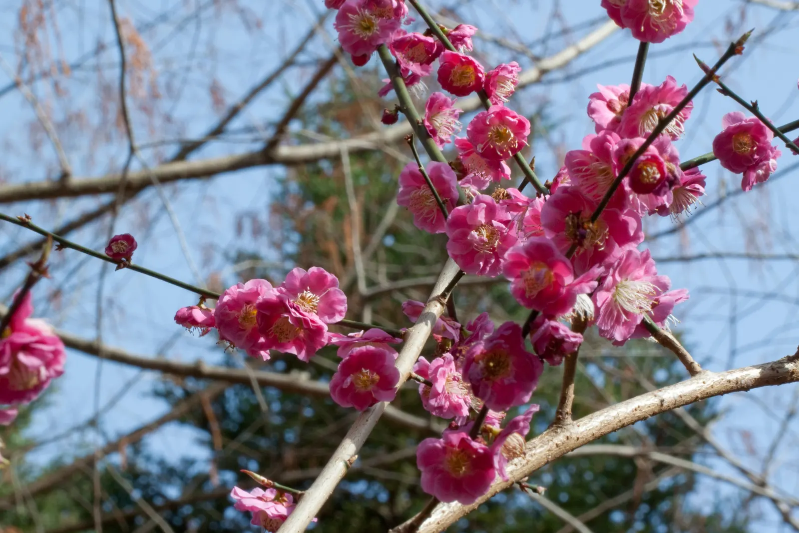 Common Plum (Prunus Domestica) — Its trunk and branches exhibit a dark; is a deciduous tree that thrives in well-drained soil with full sun, image 142