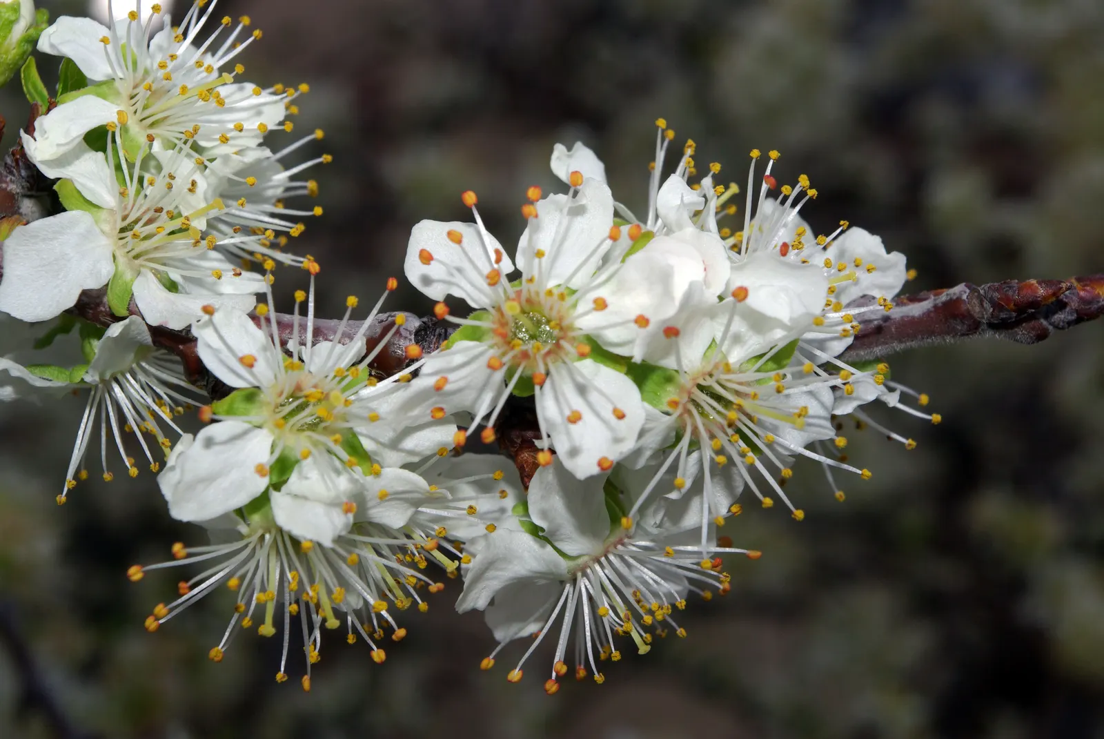 Common Plum (Prunus Domestica) — the flesh of Prunus domestica is succulent and sweet; this coveted cultivar produces fragrant flowers in early, image 114
