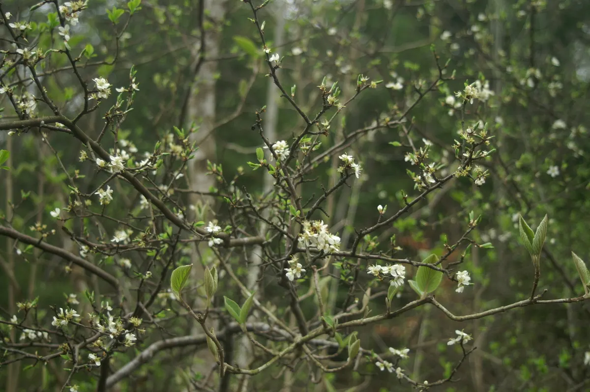 Common Plum (Prunus Domestica) — By mid to late summer, the foliage gives way to the tree's prized plums; especially during the establishment phase, image 145
