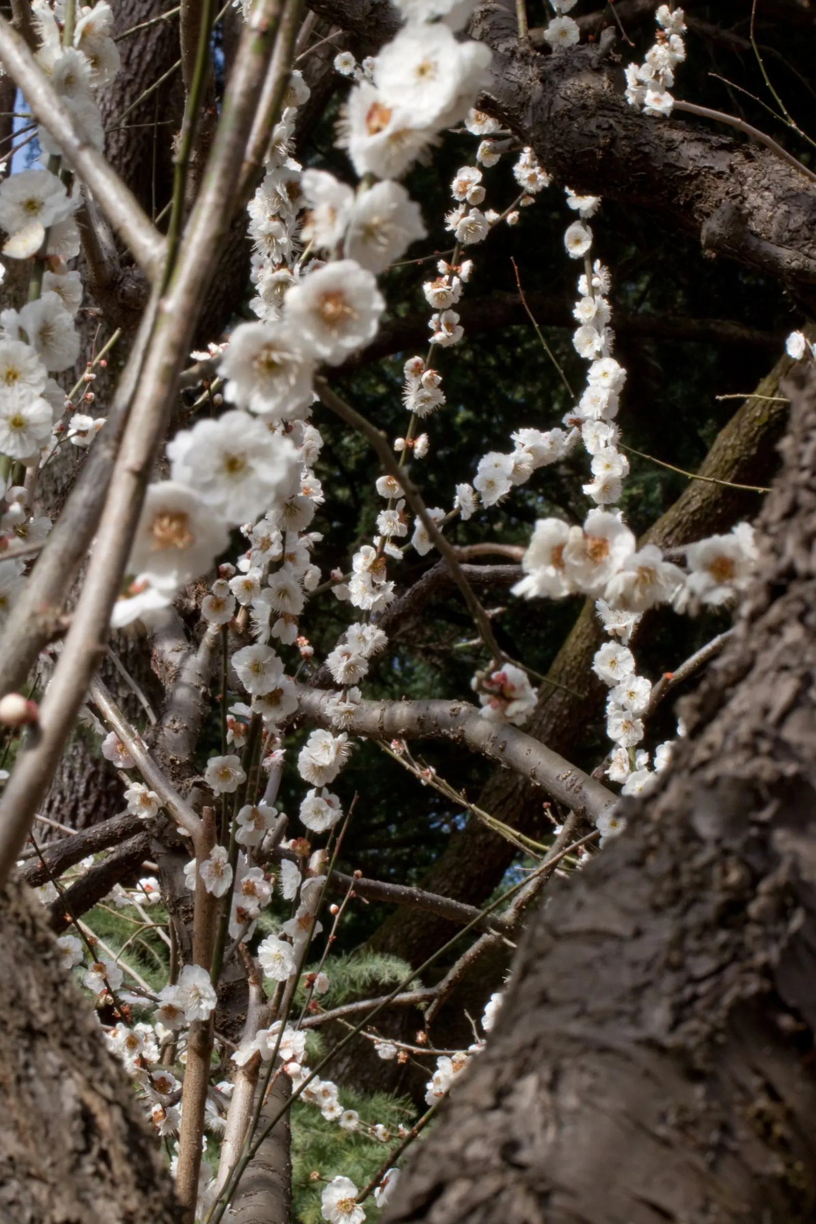 Common Plum (Prunus Domestica) — tree for full; providing beauty and bounty for the discerning homeowner, image 99