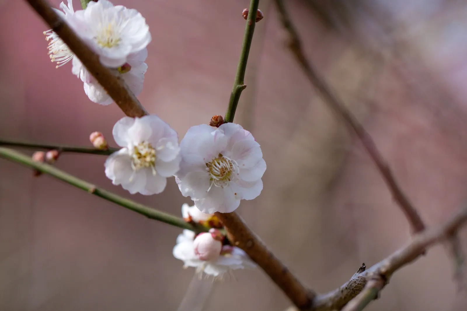 Common Plum (Prunus Domestica) — Pruning in the late winter or early spring helps maintain the tree's structure; tree for full, image 123