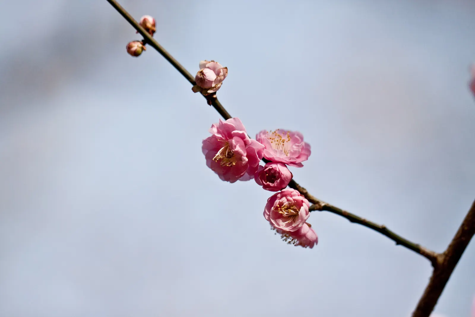 Common Plum (Prunus Domestica) — It typically reaches a mature height of 15 to 25 feet with a similar breadth; and while it is adaptable to various, image 74