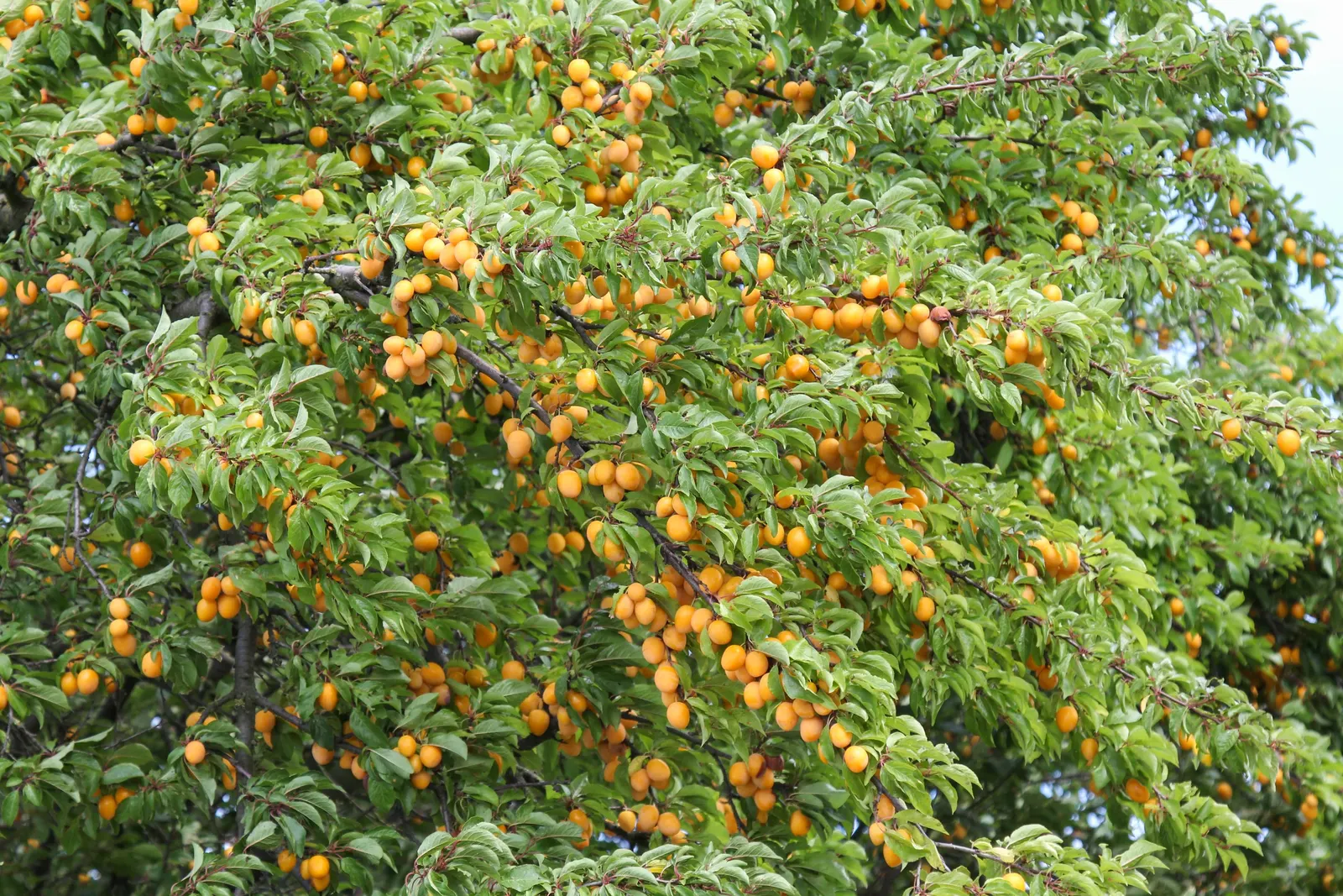 Common Plum (Prunus Domestica) — with at least six hours of direct sunlight per day; pruning in the late winter or early spring helps maintain the, image 84