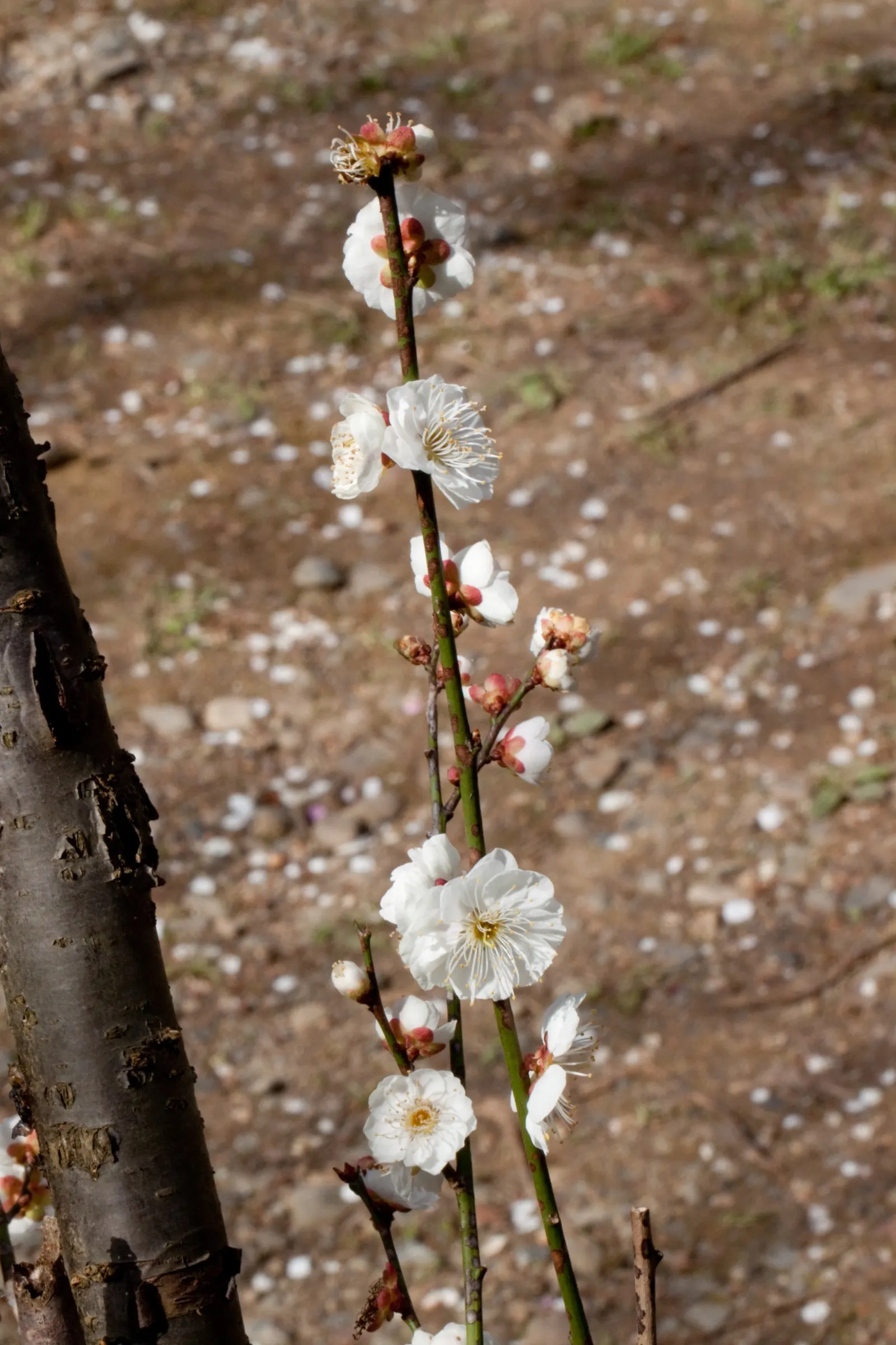 Common Plum (Prunus Domestica) — Adequate space to allow air circulation reduces disease risks and supports robust growth; the Prunus domestica can, image 89