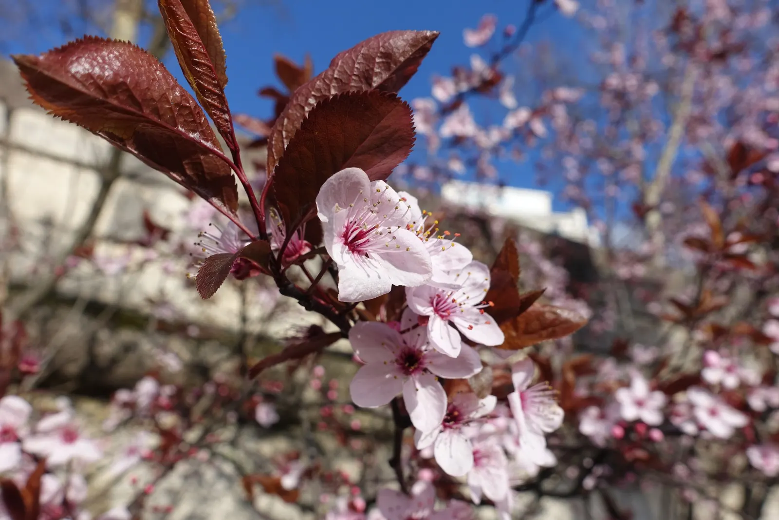 Common Plum (Prunus Domestica) — is a deciduous tree that offers both aesthetic appeal and delightful fruit