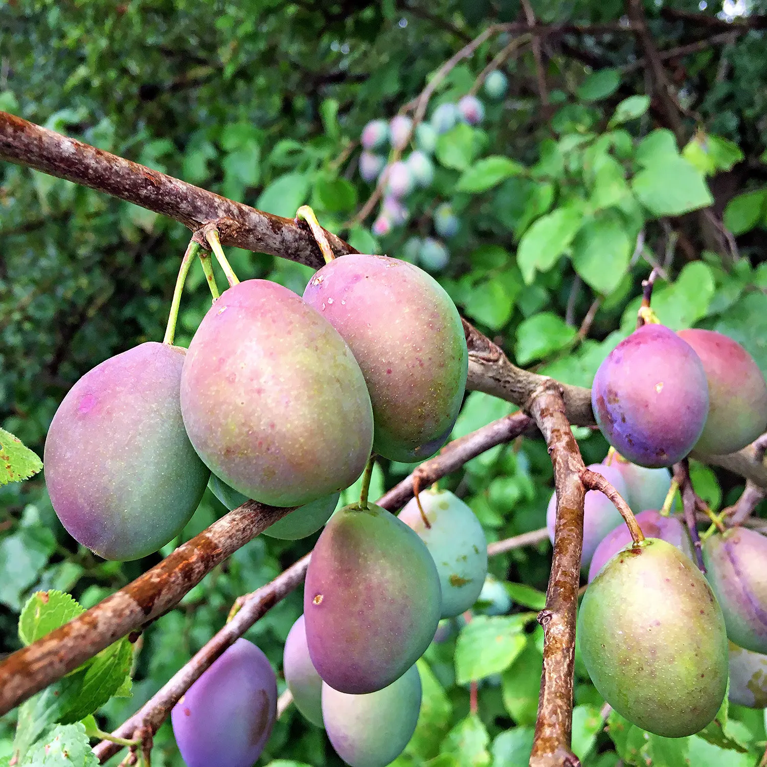 Common Plum (Prunus Domestica) — providing beauty and bounty for the discerning homeowner; creating a rounded canopy that provides ample shade, image 129
