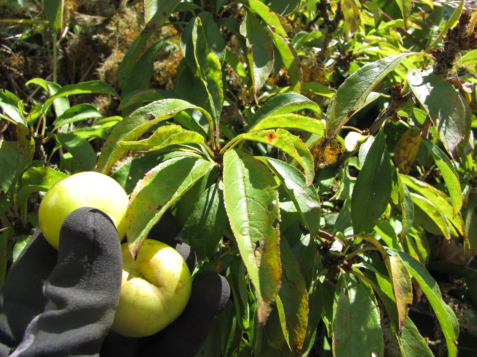 Common Plum (Prunus Domestica) — or part of an orchard set for practical harvesting, image 61