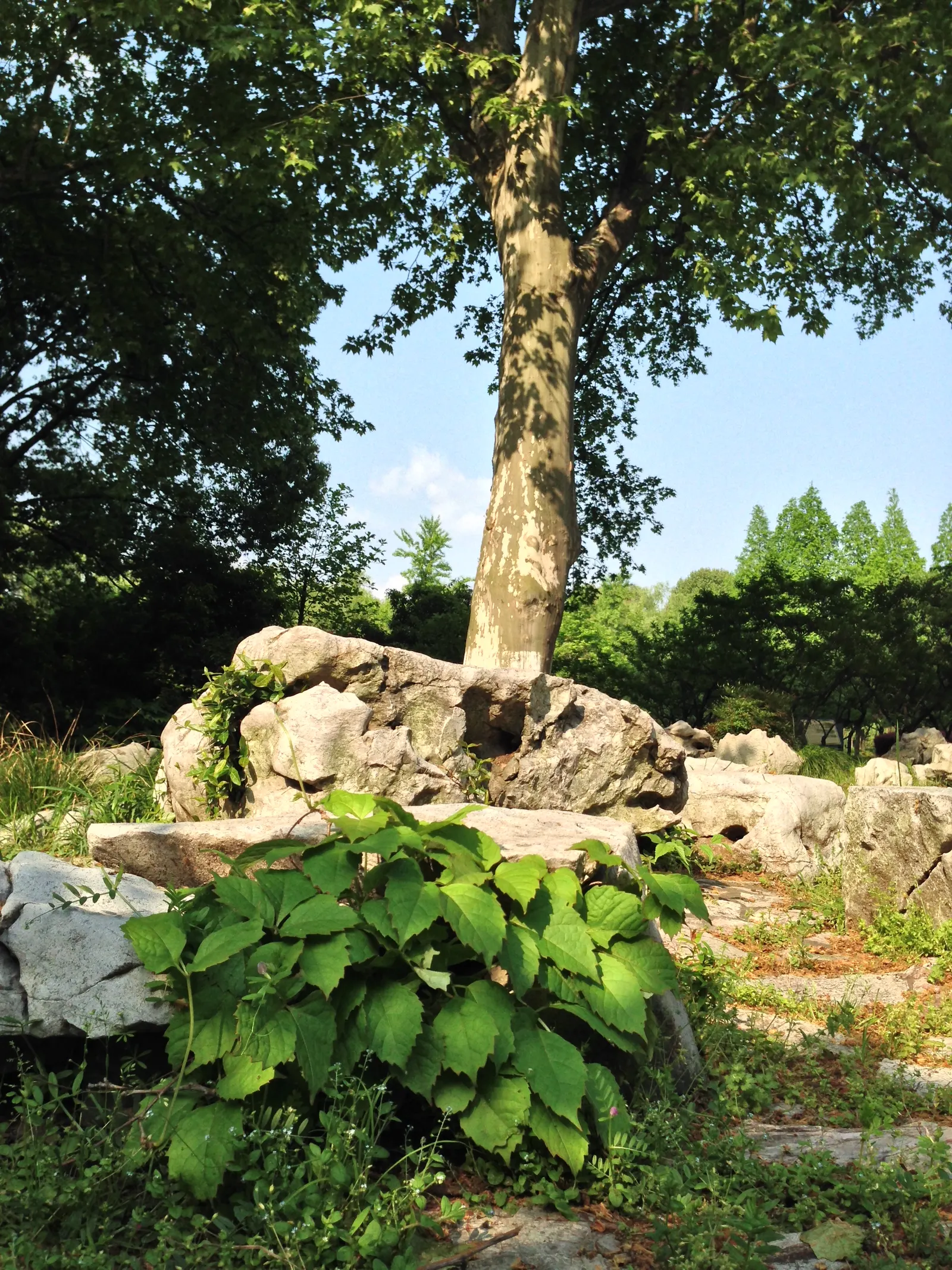 Common Plum (Prunus Domestica) — the Common Plum is an attractive and rewarding addition to any garden; reaching up to 20 feet in height and spread