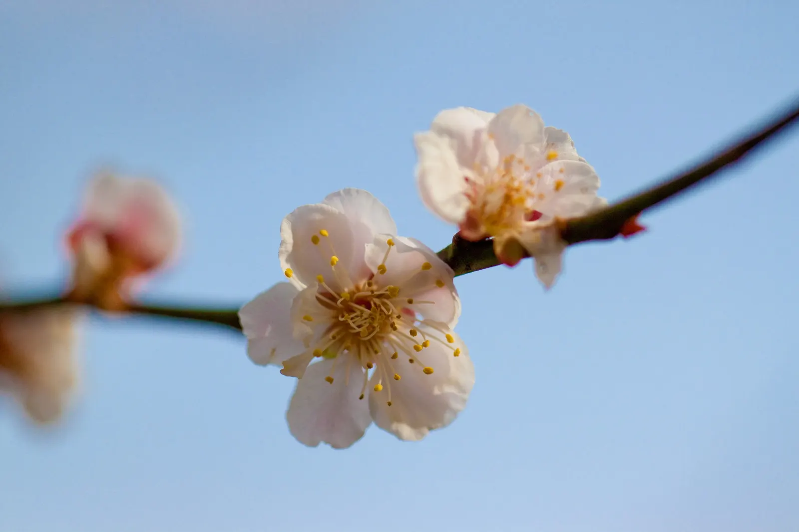 Common Plum (Prunus Domestica) — tree with white blooms; adequate space to allow air circulation reduces disease risks and supports robust growth