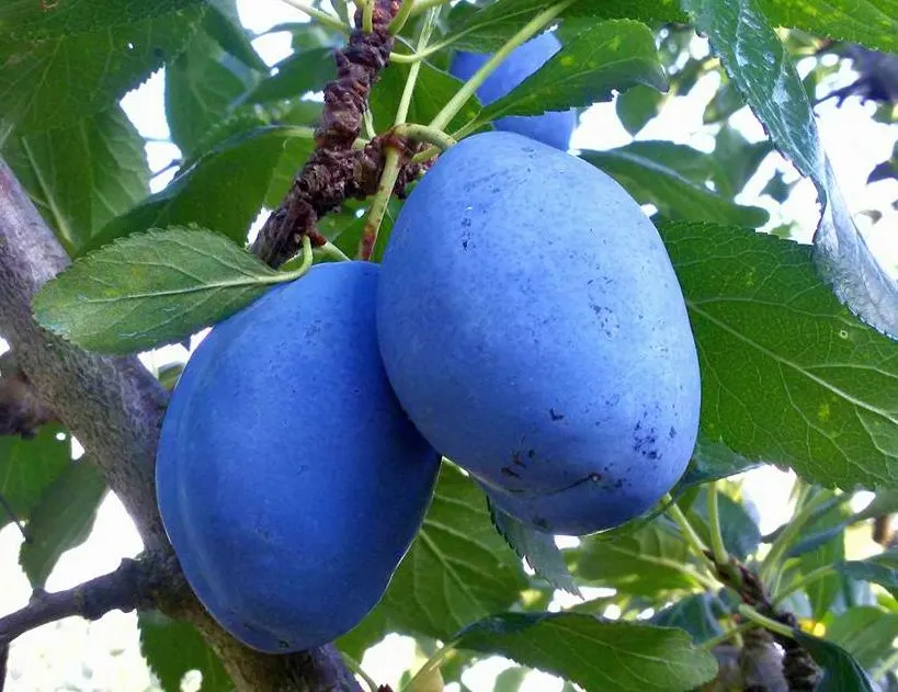Common Plum (Prunus Domestica) — especially during the establishment phase and fruiting season
