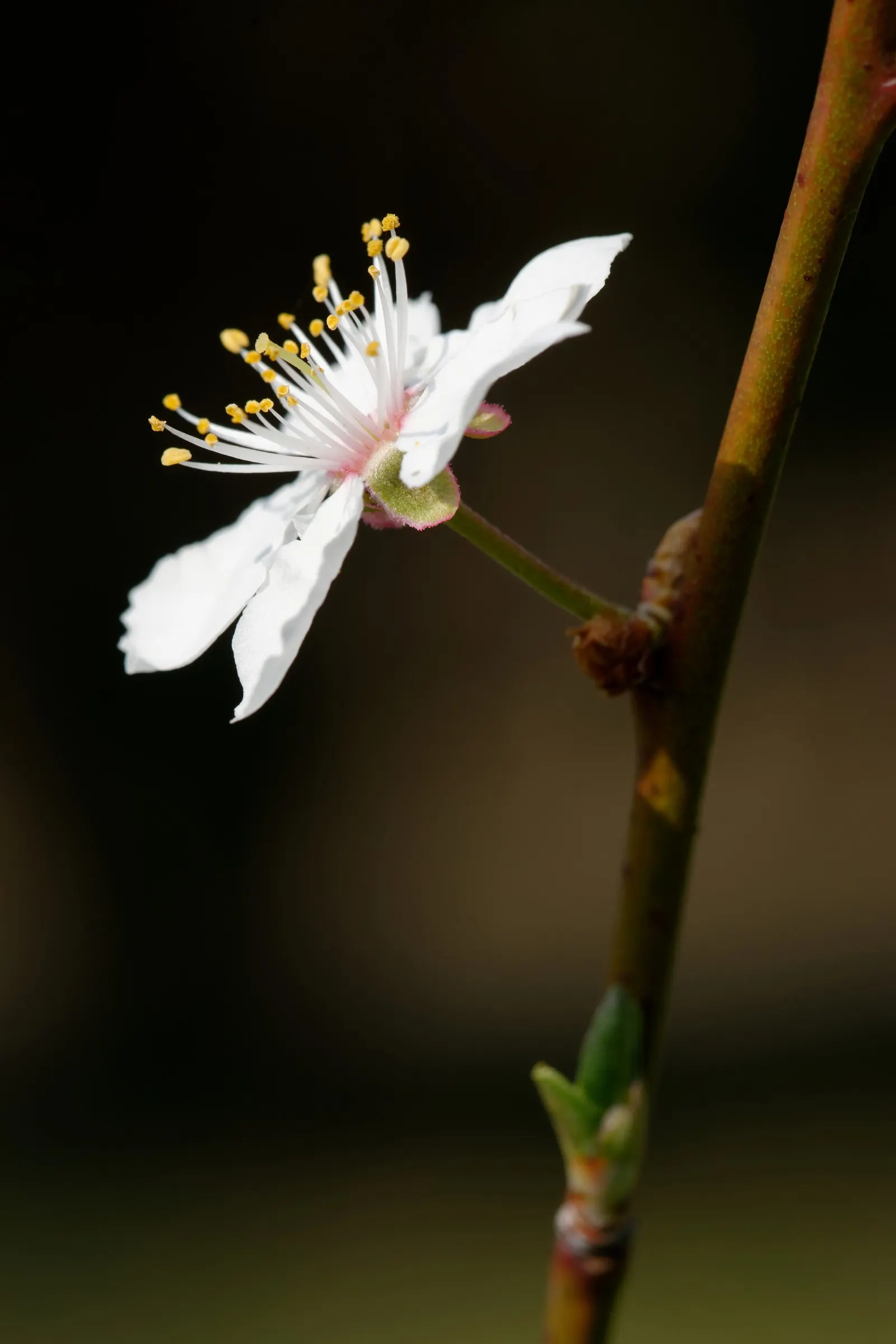 Common Plum (Prunus Domestica) — or part of an orchard set for practical harvesting