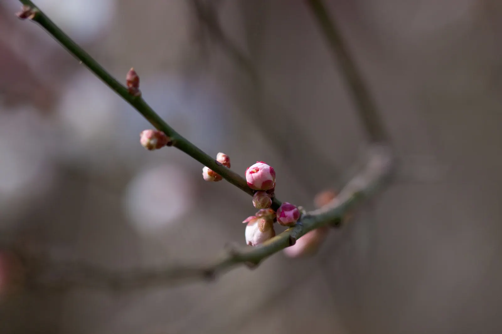 Common Plum (Prunus Domestica) — These flowers not only contribute to the tree's ornamental value but also attract pollinators
